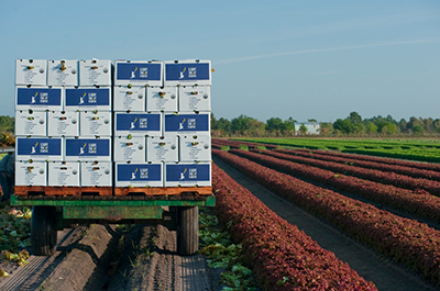 Produce corrugated boxes